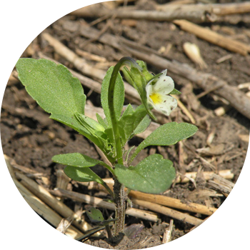 Далалық күлгін