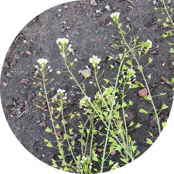 Қарапайым шопан сөмкесі