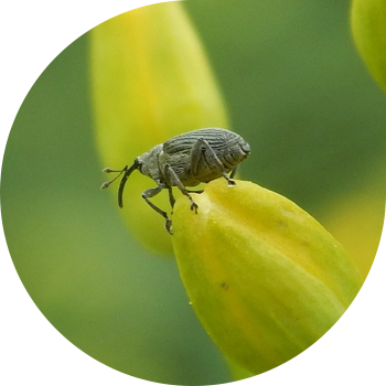 Тұқымдық рапс жасырын қопсытқыш