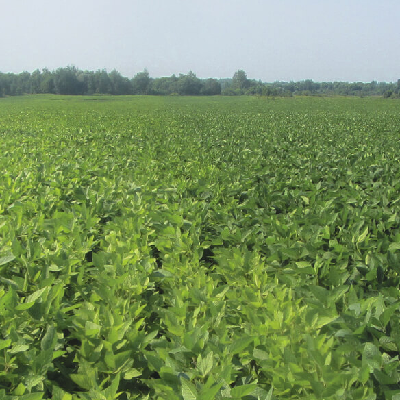 Борьба с&nbsp;болезнями сои