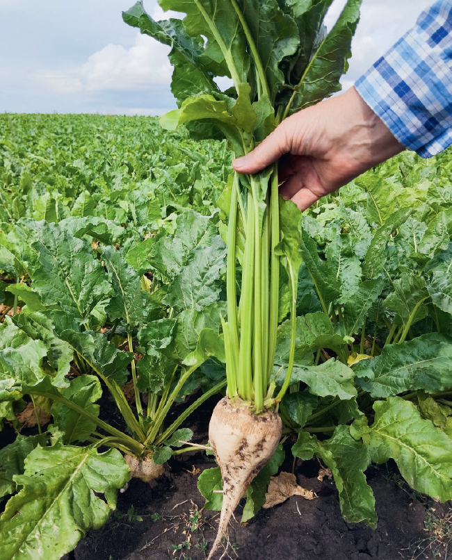 Церкоспороз