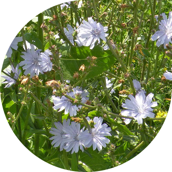 Кәдімгі Цикорий