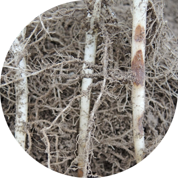 Ризоктониоз немесе картоптың қара қотыры