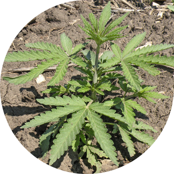 Арамшөпті қарасора