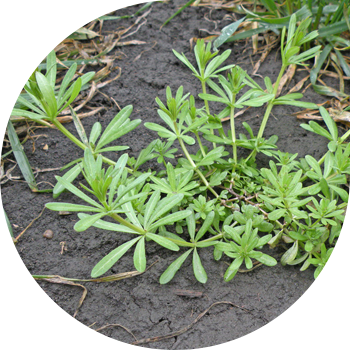 Подмаренник жабысқақ