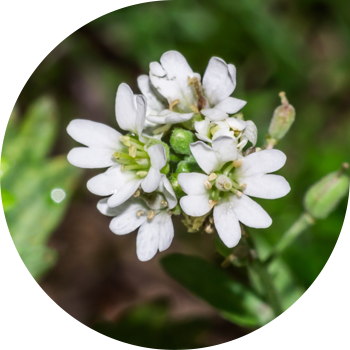 Икотник сұр