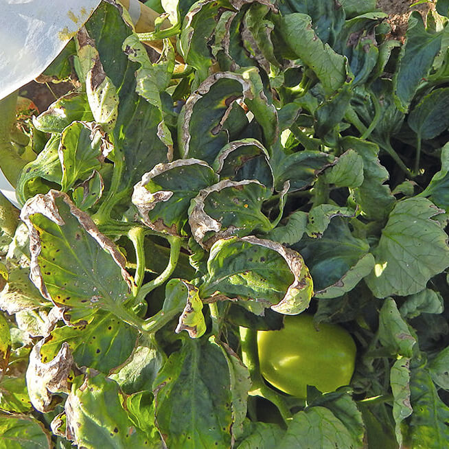 Интрада и&nbsp;Мамба