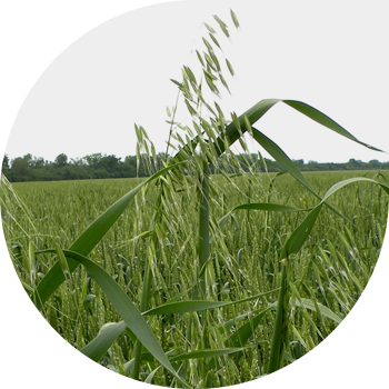 Бос сұлы (бос сұлы)