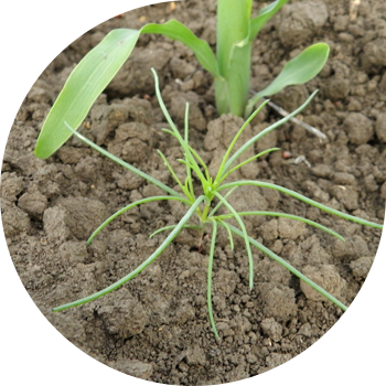 Кәдімгі ходжеподж, құрай