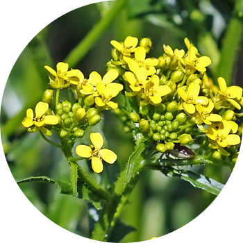 Лезельдің серуендеушісі, биік (рогачка)