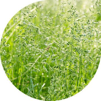 Жыл сайынғы блюграсс