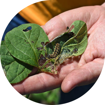 Лопуха немесе Ванесса ошаған