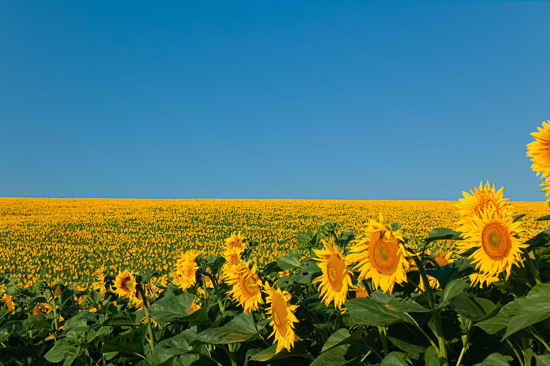 Татарстанда жаңа май шығаратын зауыт салынады