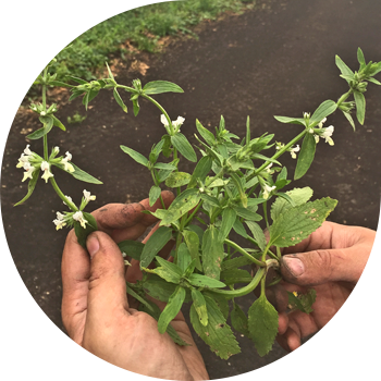 Жыл сайынғы Чистец