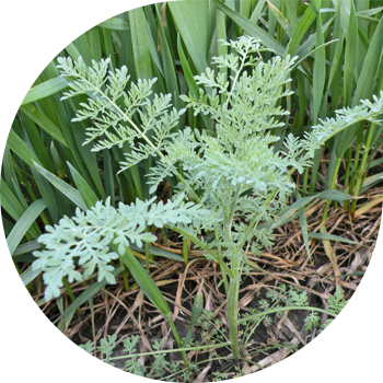 Софияның Дескурайниясы