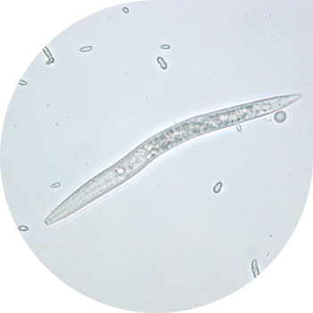 Бидай нематоды