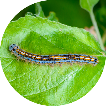 Сақиналы жібек құрты