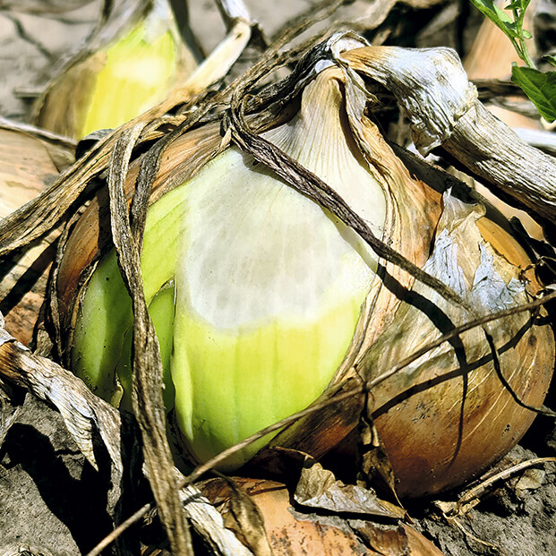 Солнечные ожоги растений (продолжение)