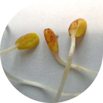 Зығыр котиледондарының дақтары