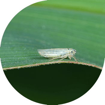 Алты нүктелі жапырақ