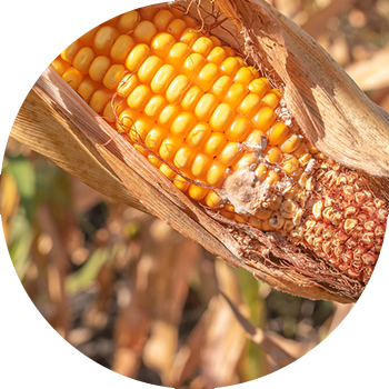 Жүгері құлақтарының фузариумы