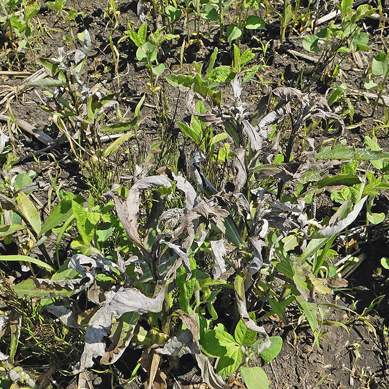 Когорта. Защита сои <span class=