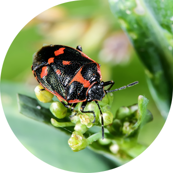 Рапс қатесі