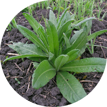 Далалық Бодяк (қызғылт ошаған)