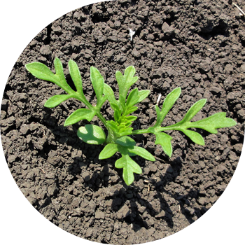 Жусан жапырақты рагвид