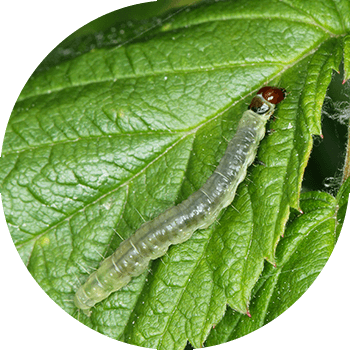 Жапырақ құрттары (Роза, долана, торлы, тал қисық, бүйрек (бүйрек бұралуы))