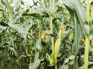 Кукуруза на&nbsp;Урале