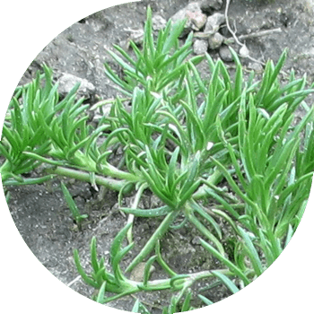 Далалық Торица