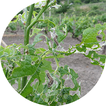 Жүзім алқабы