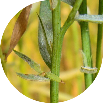 Зығыр ұнтақты көгеру