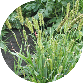 Қылшық жасыл (тышқандар жасыл) қылшық сұр (тышқандар сұр)