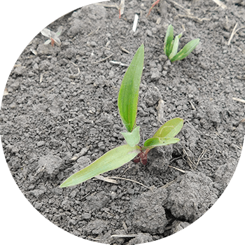 Жалпы комелина