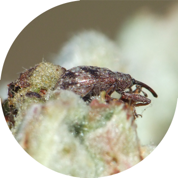 Алма гүл қоңызы