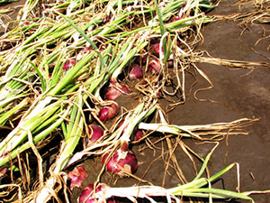 Как&nbsp;не&nbsp;нужно поливать