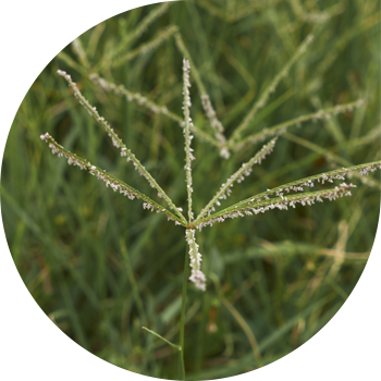 Шошқа пальмасы