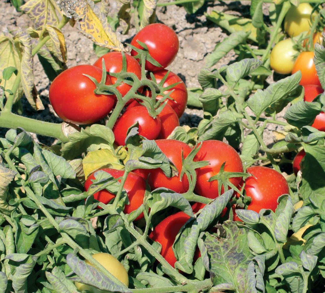 Без жуков и&nbsp;гусениц