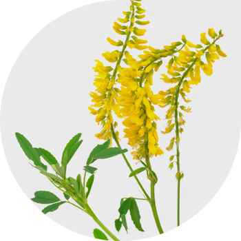 Дәрілік беде