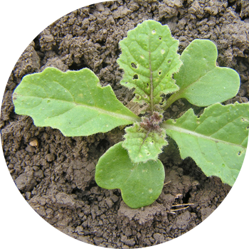 Далалық қыша