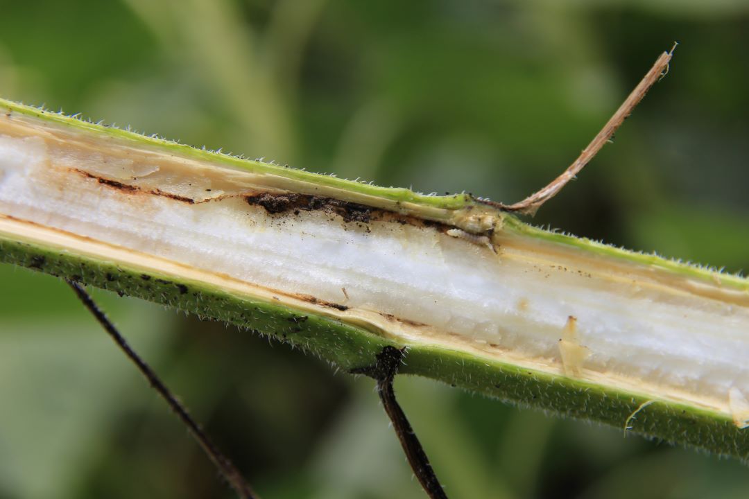 Күнбағыс омыртқасы