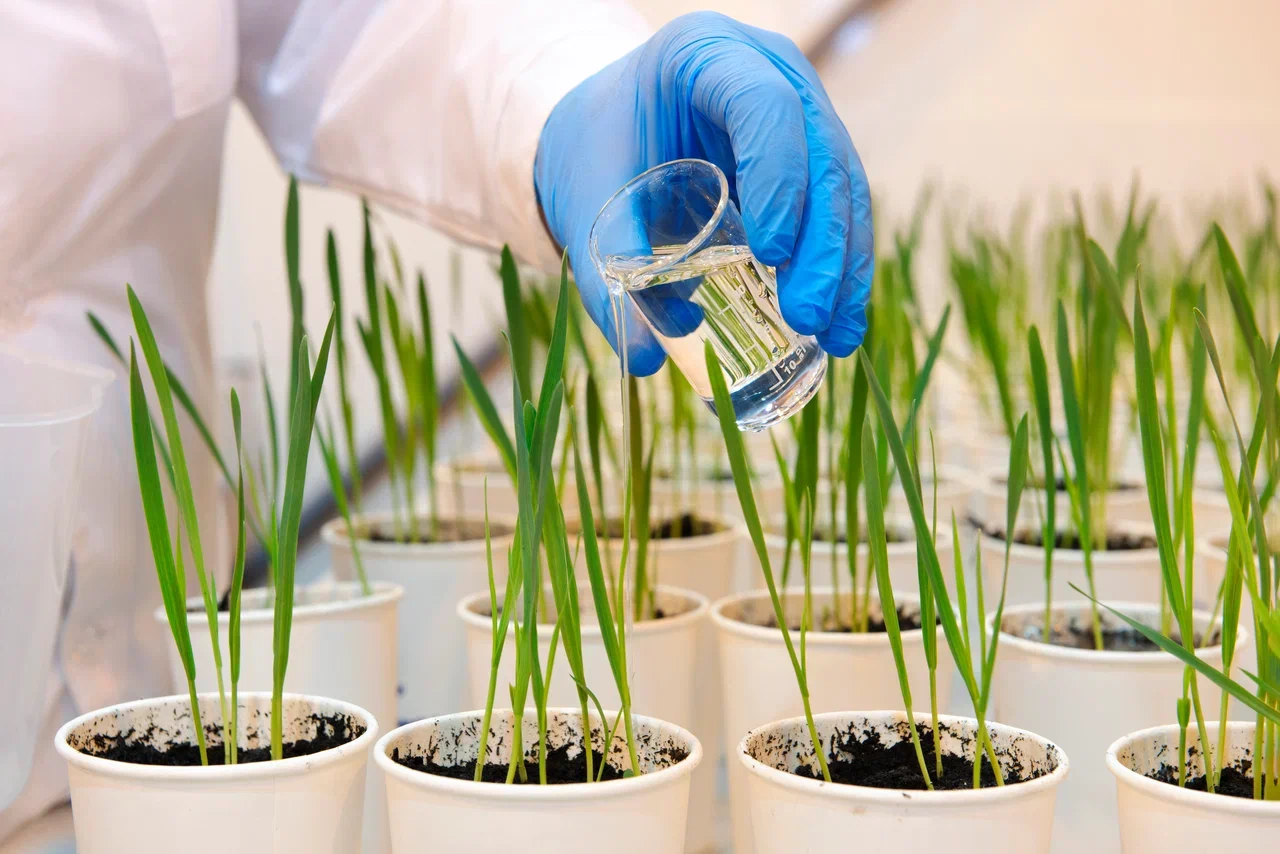 Ресейдегі ең ірі жасанды климат кешені Черноголовкадағы "Августа" ғылыми орталығында құрылады