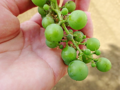 Идеальный виноград