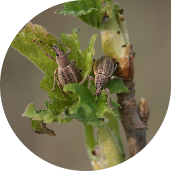 Сұр бүйрек арамшөптері