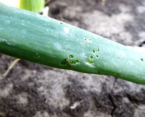 Овощеводы против совки