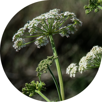 Дақты гемлок, Омега