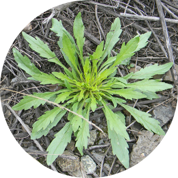 Кішкентай жапырақты канадалық