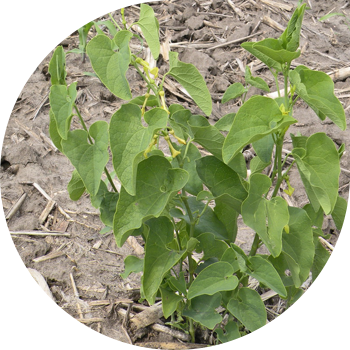 Кәдімгі Кирказон